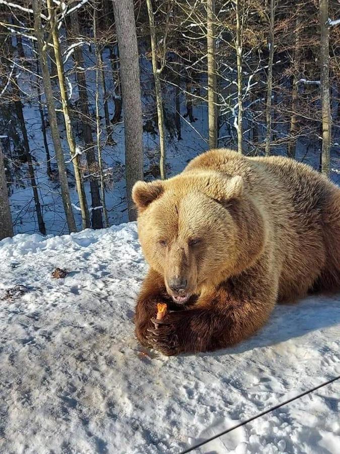 Готель Людмила Синевир Екстер'єр фото